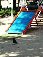 crow22.jpg