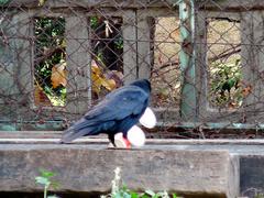 crow31.jpg
