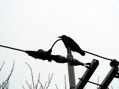 crow37.jpg
