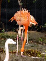 flamingo01.jpg