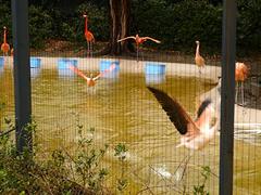 flamingo04.jpg