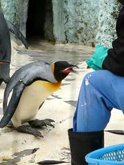 penguin05.jpg