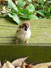 sparrow17.jpg