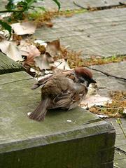 sparrow18.jpg