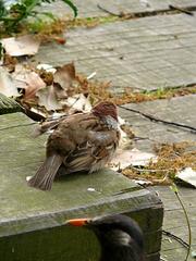 sparrow19.jpg