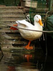duck03.jpg