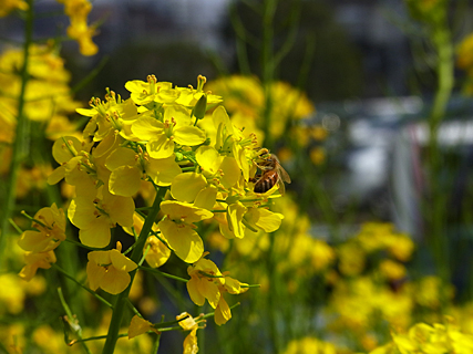 三川公園の蜂
