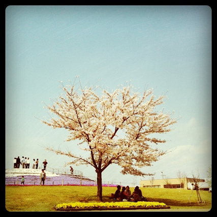 三川公園の桜01