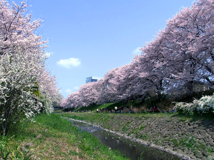 三川公園の桜02