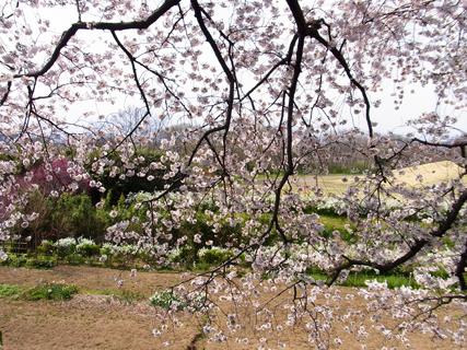 三川公園の桜03